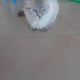 Foto del gato perdido en Le Rouret