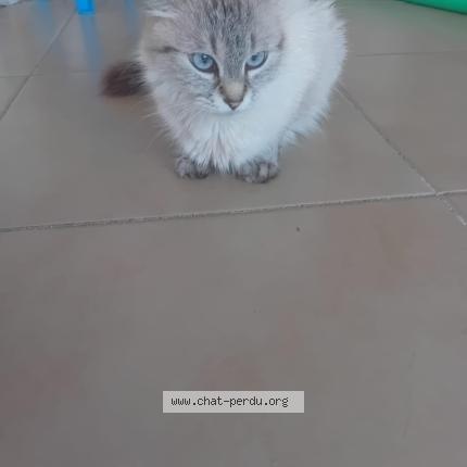 Foto 1/1 nenette Chat perdido en Le rouret