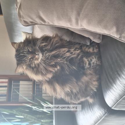 Foto 1/1 Maison Chat perdido en Serignan