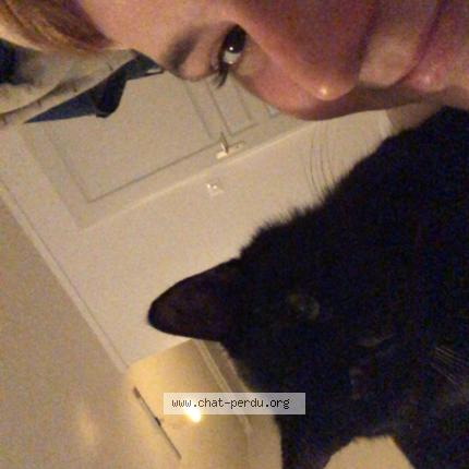 Foto 1/1 Aiko Chat perdido en Bellac