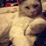 Foto del gato perdido en Montmagny