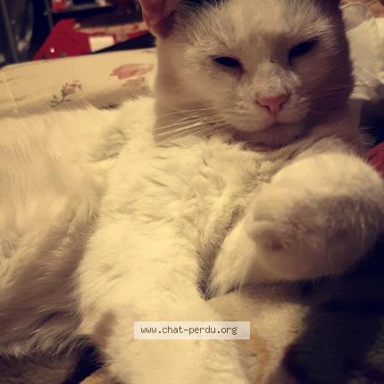 Foto 1/2 Kitty Chat perdido en Montmagny