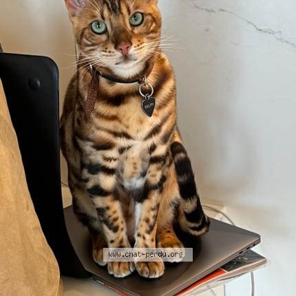 Foto 1/1 Ralph Chat perdido en Embourg