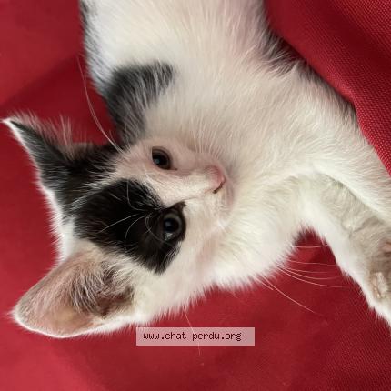 Foto 1/1 Niro Chat perdido en Ernee