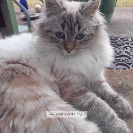 Foto 2/3 Gato encontrado Encontrado en La terrasse