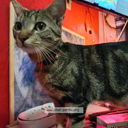 Foto 1/1 florence groux Chat perdido en Saint hilaire de riez