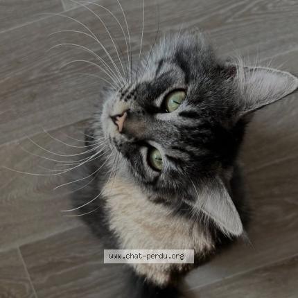 Foto 1/1 Garcon Chat perdido en Bethune