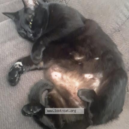 Foto 1/1 Little Jack Chat perdido en Gilmer