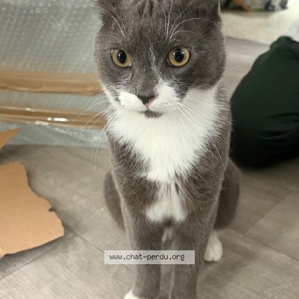 Foto 1/1 Gato encontrado Perdido en Paris