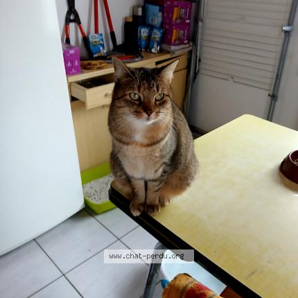 Foto 1/1 mlml Chat perdido en Novillars