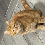 Foto del gato perdido en La Bresse