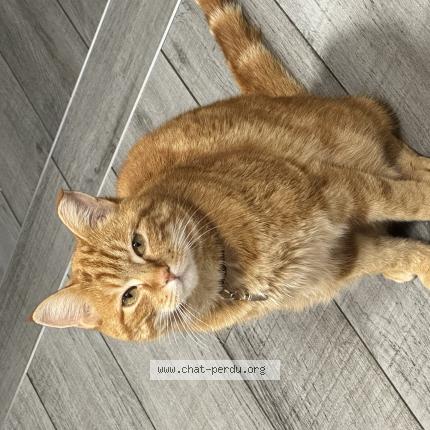 Foto 1/1 Mirou Chat perdido en La bresse