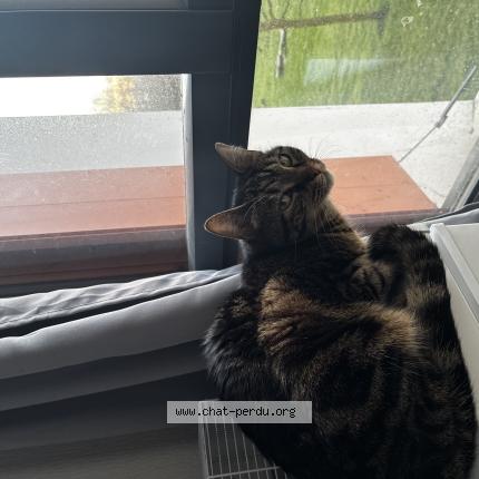 Foto 1/1 Uska Chat perdido en Bayonne