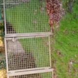 Foto de gato encontrado en Saint Malo