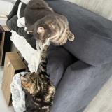 Foto del gato perdido en Pabu