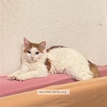Foto 1/1 Ace Chat perdido en Yverdon les bains