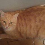 Foto del gato perdido en Ventabren