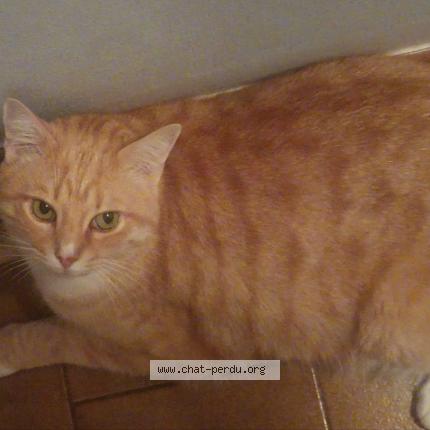 Foto 1/1 Rio Chat perdido en Ventabren