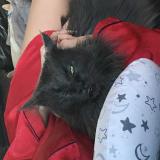 Foto del gato perdido en Gildwiller