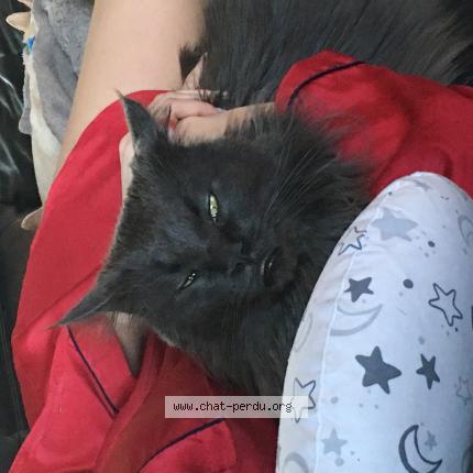 Foto 1/1 Simba Chat perdido en Gildwiller