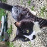 Foto de gato encontrado en Pedernec