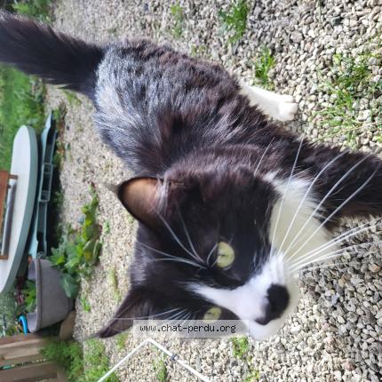 Foto 1/1 Gato encontrado Encontrado en Pedernec