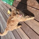 Foto de gato encontrado en Villaz