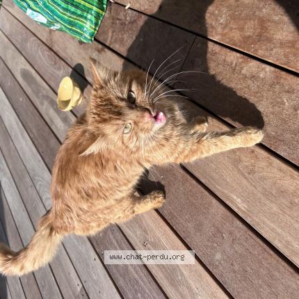 Foto 1/1 Gato encontrado Encontrado en Villaz