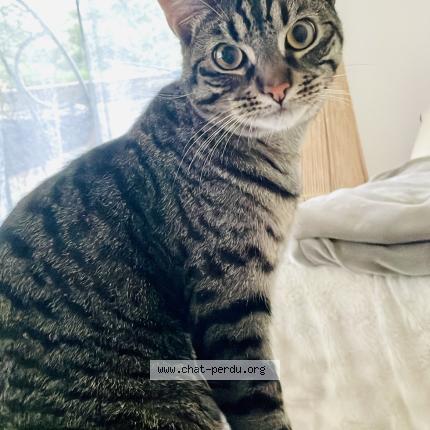 Foto 1/1 Twix Chat perdido en Lons