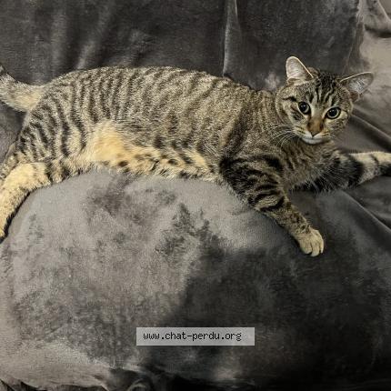 Foto 1/1 Ratus Chat perdido en Perpignan