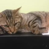 Foto del gato perdido en Charnay Les Macon