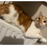 Foto del gato perdido en Balma