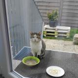 Foto de gato encontrado en Mulhouse