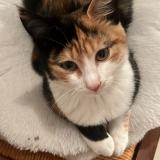 Foto del gato perdido en Clermont L Herault