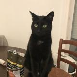 Foto del gato perdido en Aix Les Bains