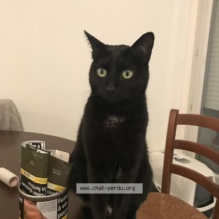 Foto 1/1 GUCCI Chat perdido en Aix les bains