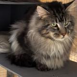 Foto del gato perdido en Laigne Saint Gervais En Belin