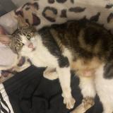 Foto del gato perdido en Arronville