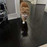 Foto del gato perdido en Aurora