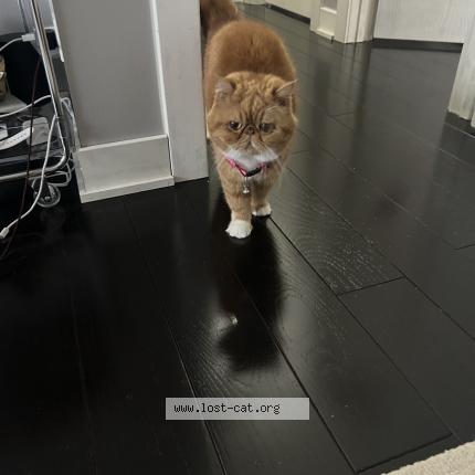 Foto 1/1 Maise Chat perdido en Aurora