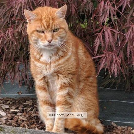 Foto 1/1 Fidji Chat perdido en Cesson sevigne