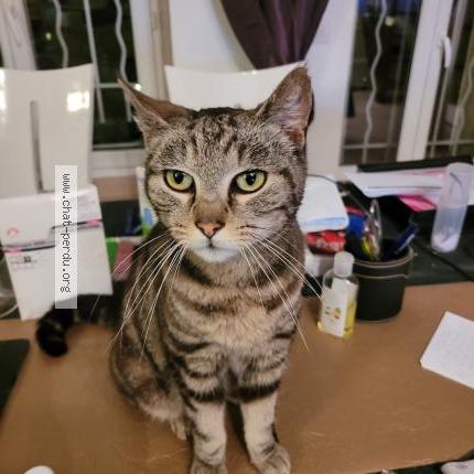 Foto 1/1 Gato encontrado Encontrado en Saint hilaire sous romilly