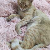 Foto del gato perdido en Guadalajara