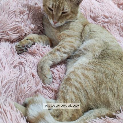 Foto 1/1 Chamoy Chat perdido en Guadalajara