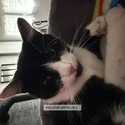 Foto 1/1 Pinceau Chat perdido en Le cendre