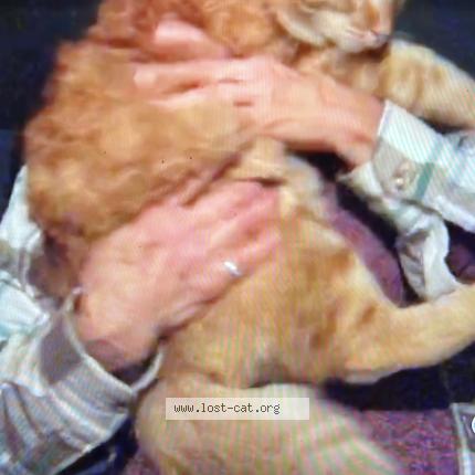 Foto 1/1 Boyboy Chat perdido en Tucson