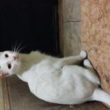 Foto de gato encontrado en Caba