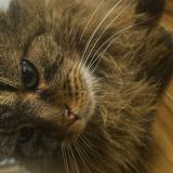 Foto del gato perdido en Blain