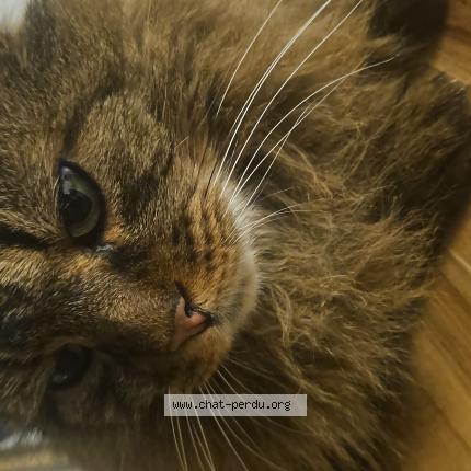 Foto 1/1 Socrate Chat perdido en Blain