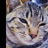 Foto del gato perdido en Lancaster